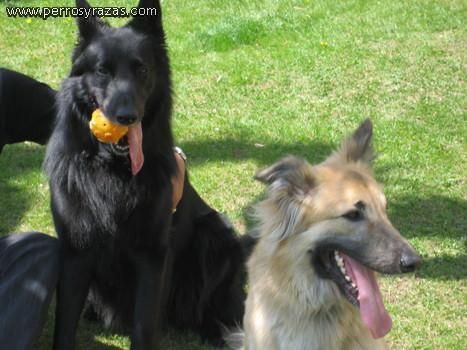 CASI REGALADOS CACHORROS DE PASTOR ALEMAN 50E Y BELGA