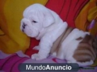 EXCELENTE BULLDOG INGLES 100€ - mejor precio | unprecio.es