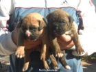 Excelente cachorros Boxer - mejor precio | unprecio.es