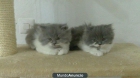 gatos persa bicolor - mejor precio | unprecio.es
