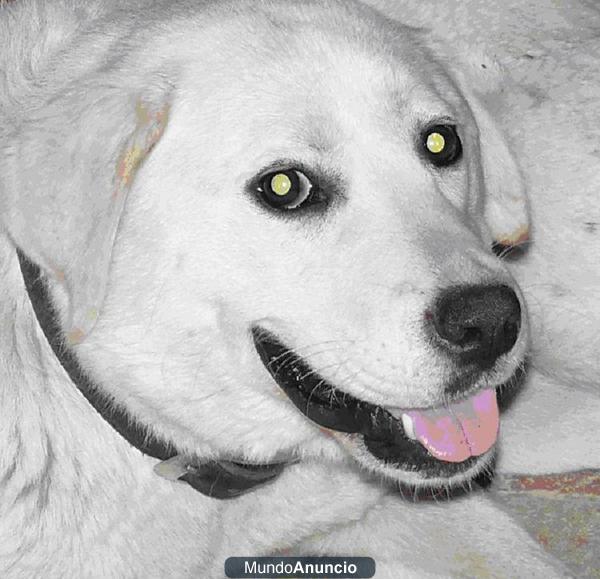 LABRADOR HEMBRA