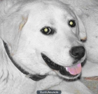 LABRADOR HEMBRA - mejor precio | unprecio.es