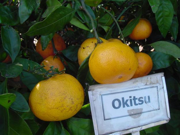 NARANJAS DE VALENCIA DIRECTAS DEL ARBOL A LA MESA