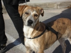 Perra mestiza cachorra en adopción. - mejor precio | unprecio.es