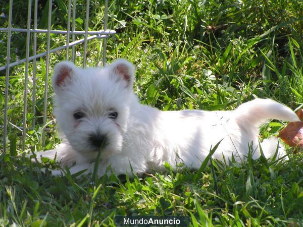 Preciosos cachorros de westy