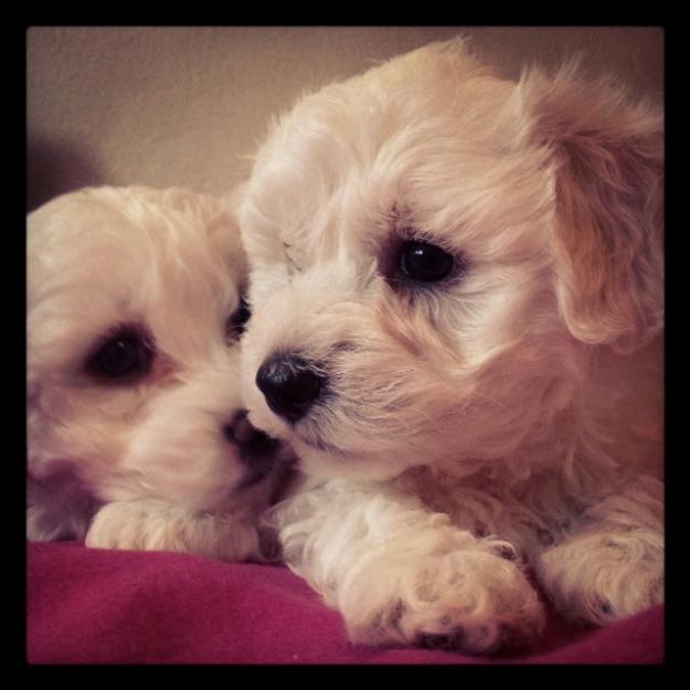 vendo cachorros bichon maltes