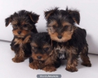 Yorkshire, impresionantes cachorros en venta - mejor precio | unprecio.es