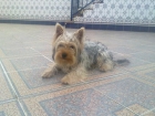 Yorkshire Terrier - mejor precio | unprecio.es