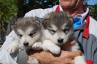 cachorra de ALASKA MALAMUTE con PEDIGREE 550 - mejor precio | unprecio.es