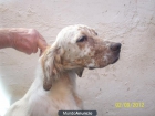 cachorra de setter ingles - mejor precio | unprecio.es