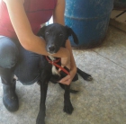 Cachorrita cruce de Galgo en adopcion - mejor precio | unprecio.es