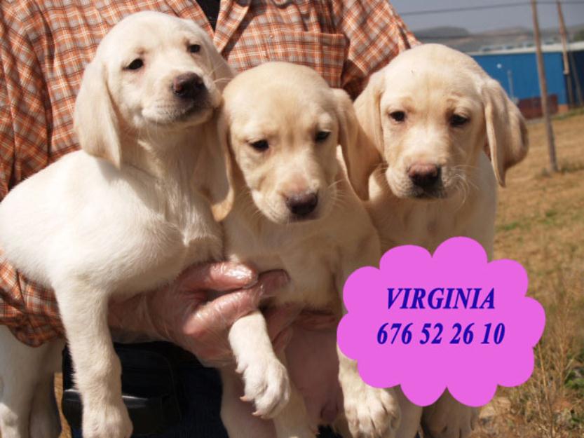 Cachorros de labrador precio extrarodinarios