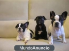 Gratis regalo Camada de Cachorros Bulldogs Frances - mejor precio | unprecio.es