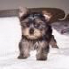 vendo yorkshire terrier guapisimos240eur - mejor precio | unprecio.es