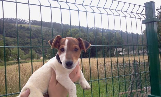 Wuddy. Cachorro Jack Russell pelo corto
