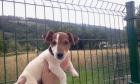 Wuddy. Cachorro Jack Russell pelo corto - mejor precio | unprecio.es