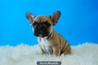 Bulldog Frances fawn Camada de machos y hembras - mejor precio | unprecio.es