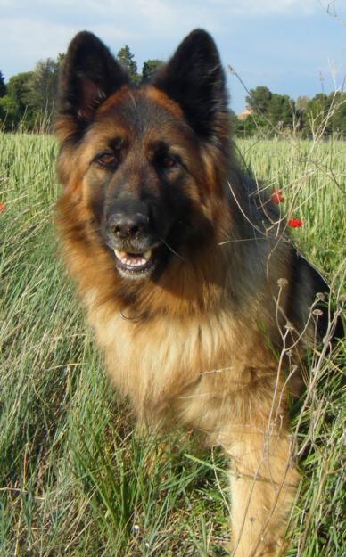 Busco Pastor Aleman MACHO con pedigree para MONTAR