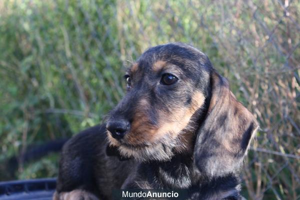 Cachorrita teckel pelo duro