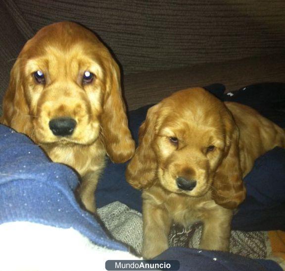 Cachorro Cocker Spaniel