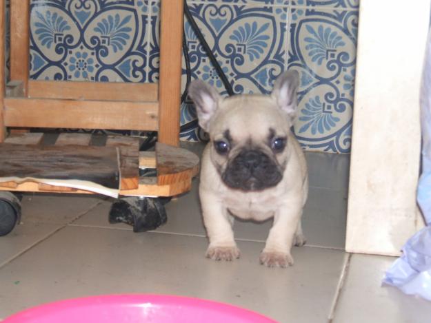 Camada bulldog francés