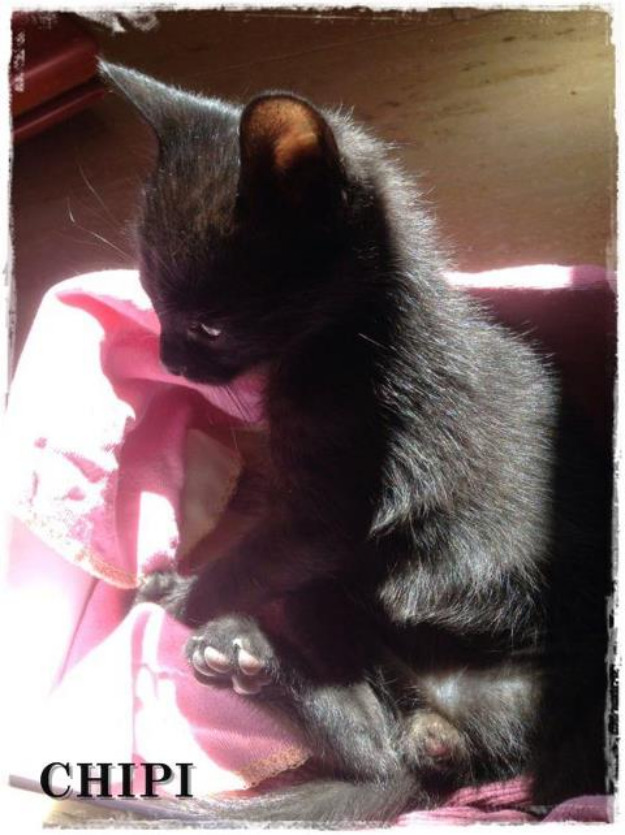 Chipi, gato precioso abandonado por su madre - necesita adopcion