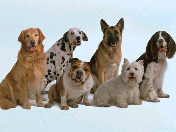 PASEADORA DE PERROS