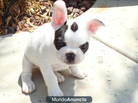 cachorros de bulldog francés disponibles