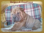 Cachorros Shar Pei. Excelente pedigrí. Listos para Navidad. - mejor precio | unprecio.es