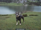 American Staffordshire Terrier(Blue) - mejor precio | unprecio.es
