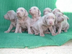 Bracos de Weimar ( weimaraner ) - mejor precio | unprecio.es