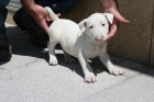 bull terrier precioso - mejor precio | unprecio.es