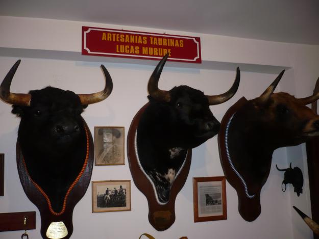 cabezas de toros disecadas de la real  maestranza de sevilla