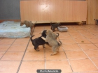 cachorros de 1 mes en adopcion - mejor precio | unprecio.es