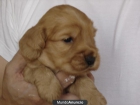 CACHORROS DE COCKER DORADOS - mejor precio | unprecio.es