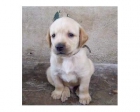 cachorros de LABRADOR - mejor precio | unprecio.es