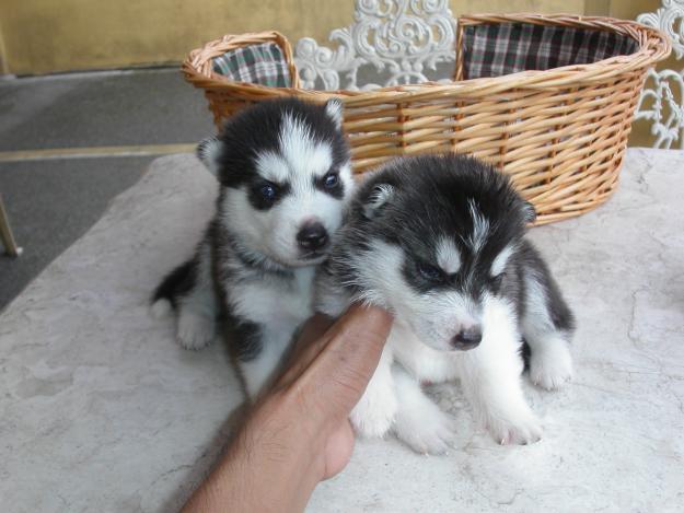 Cachorros puros de husky siberiano, siberian husky cachorros