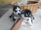 Cachorros puros de husky siberiano, siberian husky cachorros - mejor precio | unprecio.es