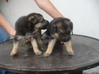 Calidad en PASTORES ALEMANES CON PEDIGREE 360 EUROS - mejor precio | unprecio.es