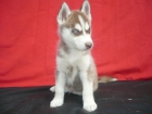 HUSKY ENCANTADORES Y CON SUS OJOS AZULES TE ENEMORARAN 500 - mejor precio | unprecio.es