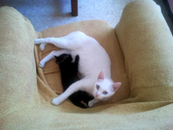 Se regala gatita