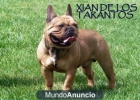 xian de los tarantos , semental - mejor precio | unprecio.es