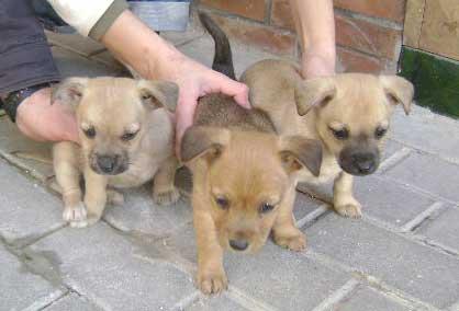 3 cachorritas de 2 meses abandonadas en puerta de casa abandonada de pueblo de Sevilla ‏