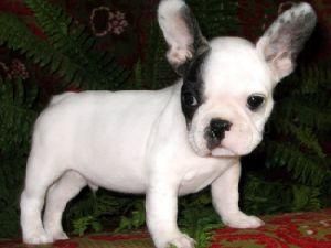 Bulldog francés