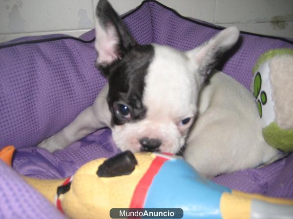 bullgog pirata