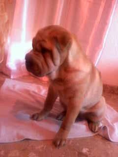 busco novio para mi shar pei