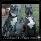 cachorros american pitbull blue nose - mejor precio | unprecio.es