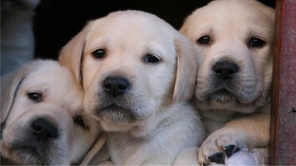 Cachorros de labrador con pedigree, afijo y garantia.