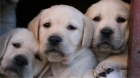 Cachorros de labrador con pedigree, afijo y garantia. - mejor precio | unprecio.es