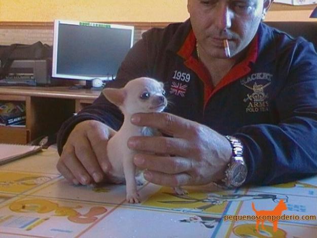 chihuahus con poderio